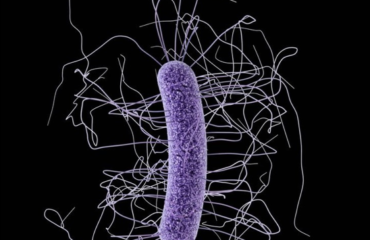 Desarrollo de un kit diagnóstico para Clostridium difficile