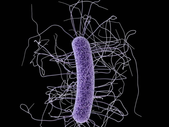 Desarrollo de un kit diagnóstico para Clostridium difficile