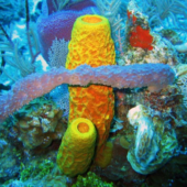 Descubriendo la simbiosis en sistemas marinos extremos