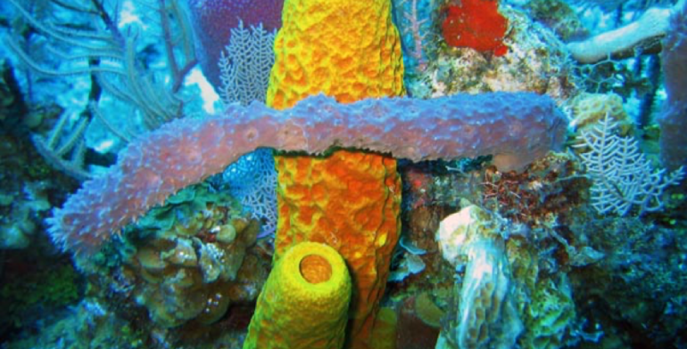 Descubriendo la simbiosis en sistemas marinos extremos