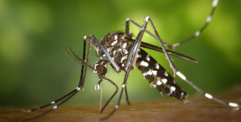 Secuencian genoma del virus Zika